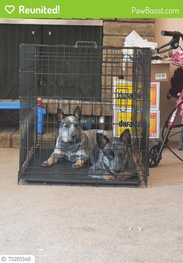 Reunited Female Dog last seen Vanguard, Rancho Cordova, CA 95827