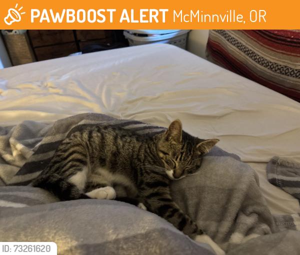 Found/Stray Male Cat last seen South cypress st McMinnville Oregon, McMinnville, OR 97128