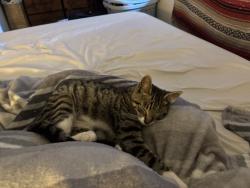 Found/Stray Male Cat last seen South cypress st McMinnville Oregon, McMinnville, OR 97128