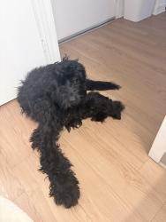 Found/Stray Male Dog last seen olser/ ulric. linda vista elementary, San Diego, CA 92111