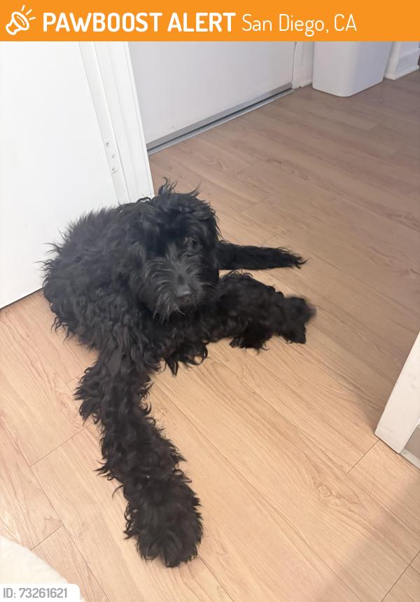 Found/Stray Male Dog last seen olser/ ulric. linda vista elementary, San Diego, CA 92111