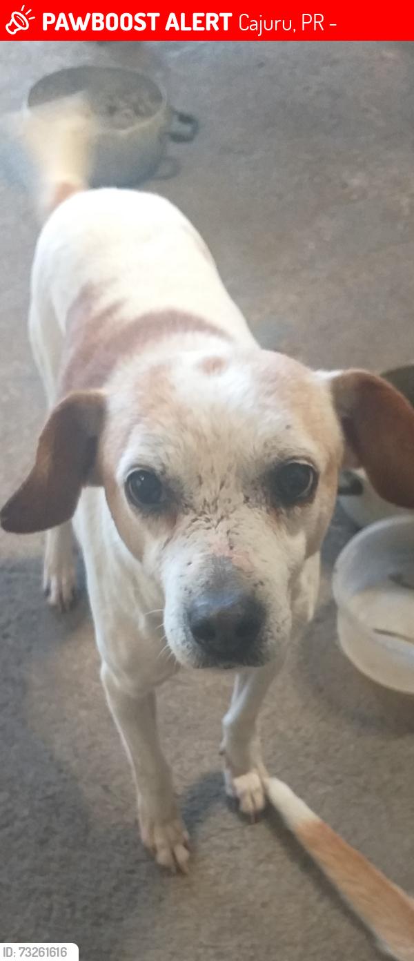 Lost Male Dog last seen Perto do parque peladeiro proximo a brr 277, uns 600m na mesma rua., Cajuru, PR 82980-100