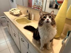 Lost Male Cat last seen Oakwood Ave, Los Angeles, CA 90048