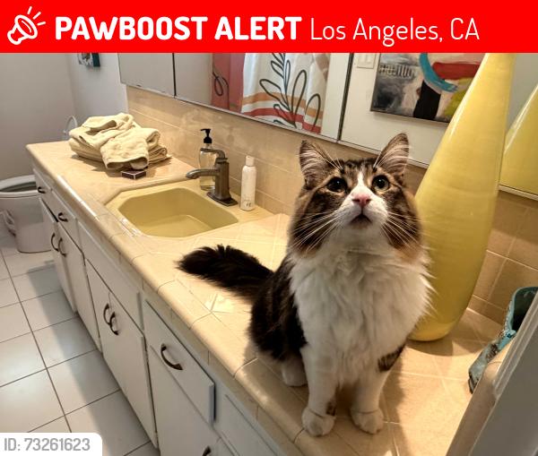 Lost Male Cat last seen Oakwood Ave, Los Angeles, CA 90048