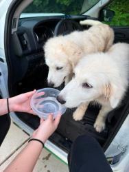 Found/Stray Male Dog last seen Jane Harris, Paulding County, GA 30157