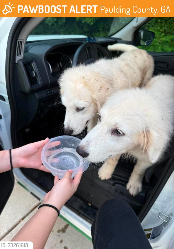 Found/Stray Male Dog last seen Jane Harris, Paulding County, GA 30157