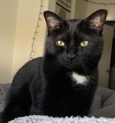 Lost Male Cat last seen Chautuaque Ave, Nashua, NH 03064