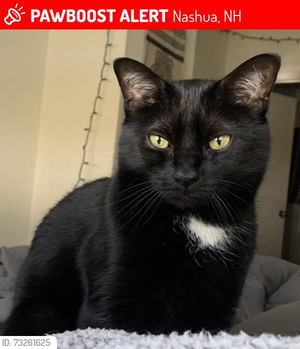 Lost Male Cat last seen Chautuaque Ave, Nashua, NH 03064