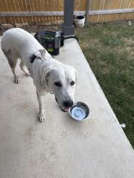 Found/Stray Female Dog last seen Near the street crystal bend dr and neighbourhood of nightview cove, Pflugerville, TX 78660