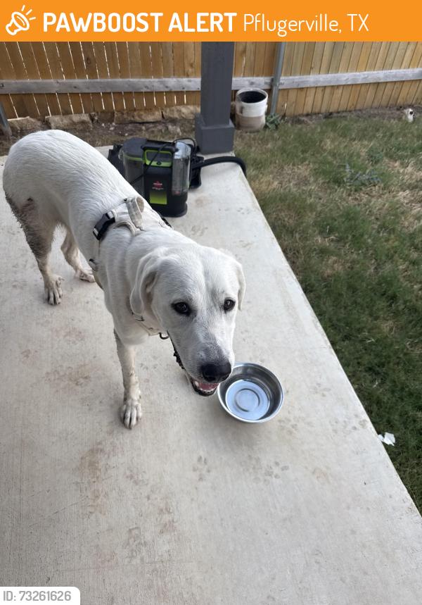 Found/Stray Female Dog last seen Near the street crystal bend dr and neighbourhood of nightview cove, Pflugerville, TX 78660