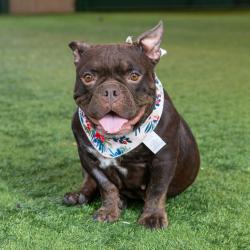 Shelter Stray Female Dog last seen , 361 S Raymond Ave, Pasadena, CA 91105, USA