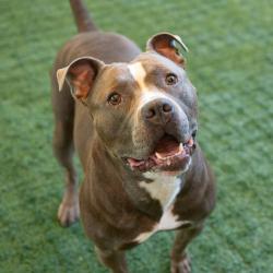Shelter Stray Male Dog last seen , 361 S Raymond Ave, Pasadena, CA 91105, USA