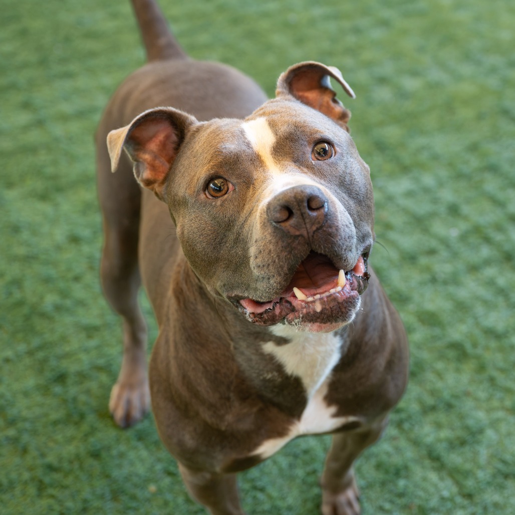 Shelter Stray Male Dog last seen , 361 S Raymond Ave, Pasadena, CA 91105, USA