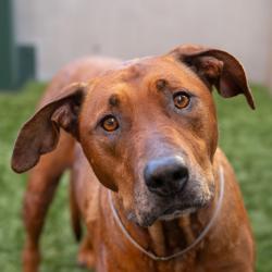 Shelter Stray Female Dog last seen , 361 S Raymond Ave, Pasadena, CA 91105, USA