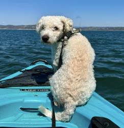 Lost Male Dog last seen Truxel and stonecreek, Sacramento, CA 95833