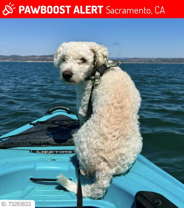 Lost Male Dog last seen Truxel and stonecreek, Sacramento, CA 95833