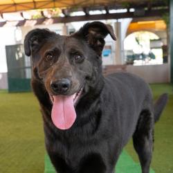 Shelter Stray Male Dog last seen , 361 S Raymond Ave, Pasadena, CA 91105, USA