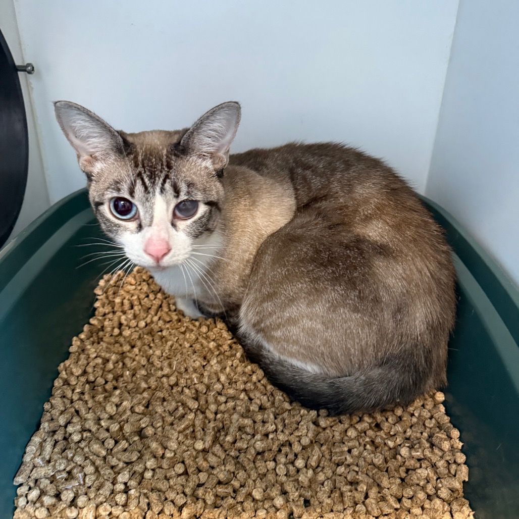 Shelter Stray Female Cat last seen , 8020 Washington St, Port Richey, FL 34668, USA