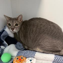 Shelter Stray Female Cat last seen , 8020 Washington St, Port Richey, FL 34668, USA