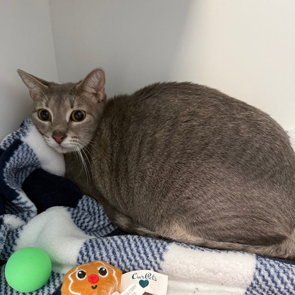 Shelter Stray Female Cat last seen , 8020 Washington St, Port Richey, FL 34668, USA