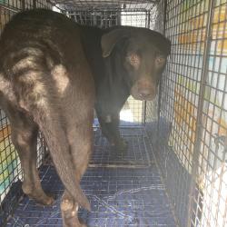 Shelter Stray Female Dog last seen , 3100 Deats Rd, Dickinson, TX 77539, USA