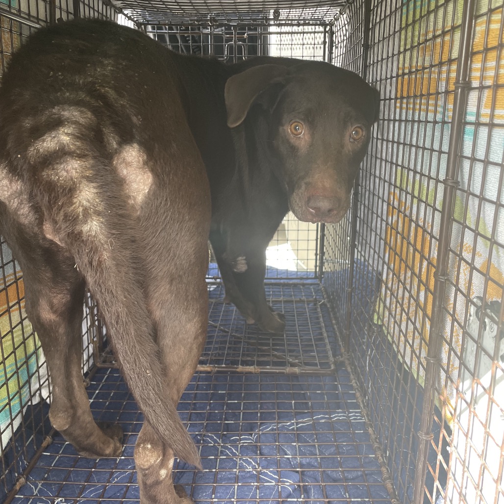 Shelter Stray Female Dog last seen , 3100 Deats Rd, Dickinson, TX 77539, USA