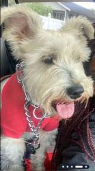 Lost Male Dog last seen EWC - Edwaters College, Jacksonville, FL 32209