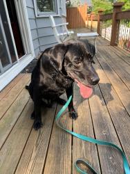 Found/Stray Male Dog last seen Porter and Roys, Wyoming, MI 49519