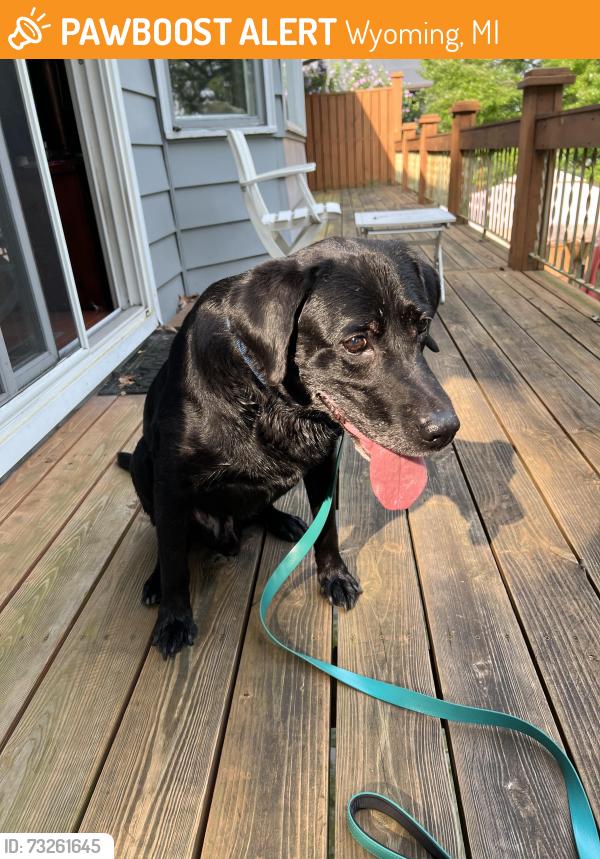 Found/Stray Male Dog last seen Porter and Roys, Wyoming, MI 49519