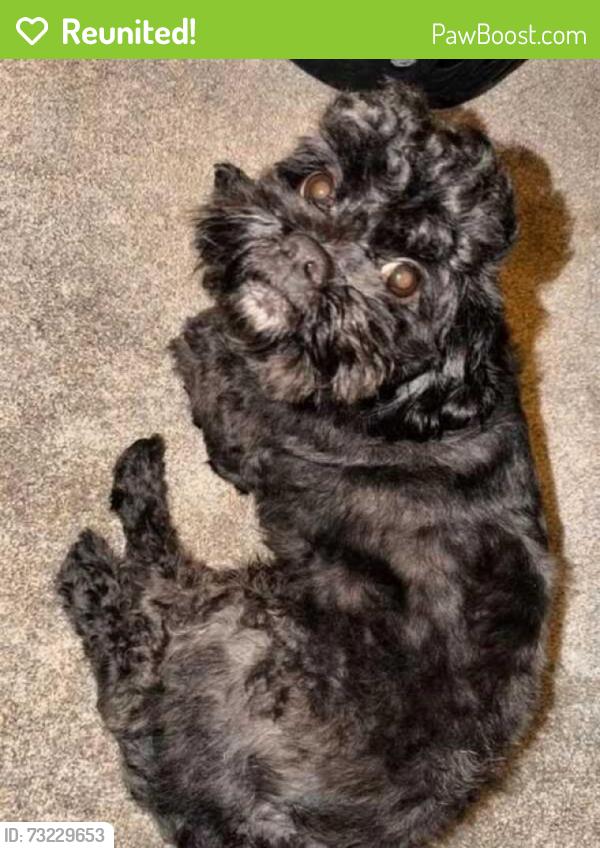 Reunited Male Dog last seen Blossom / Western, Hayward, CA 94541