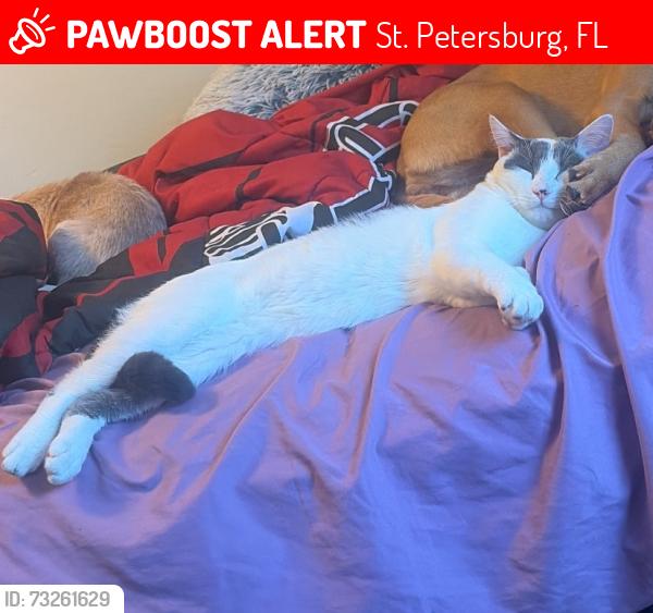 Lost Male Cat last seen 38th Ave N and 17th St N, St. Petersburg, FL 33711