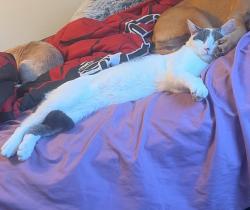 Lost Male Cat last seen 38th Ave N and 17th St N, St. Petersburg, FL 33711
