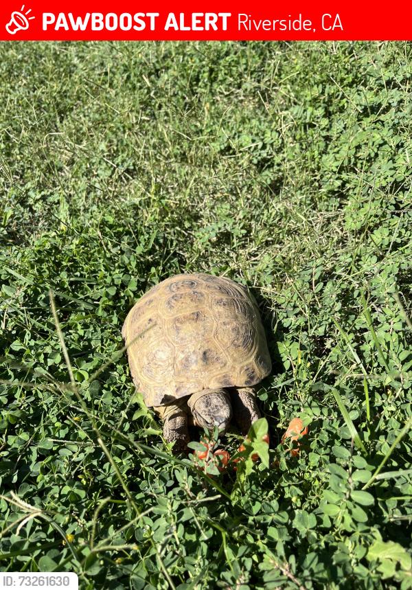 Lost Female Reptile last seen Palomar,Granada, Riverside, CA 92504