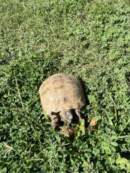 Lost Female Reptile last seen Palomar,Granada, Riverside, CA 92504