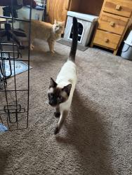 Found/Stray Male Cat last seen Lynhurst and troy ave, Indianapolis, IN 46225