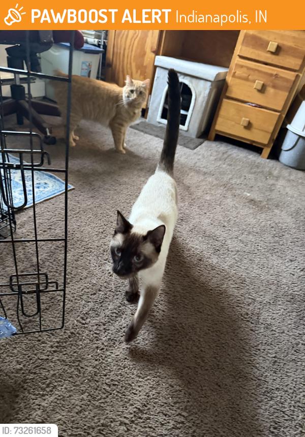 Found/Stray Male Cat last seen Lynhurst and troy ave, Indianapolis, IN 46225