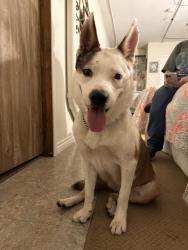 Found/Stray Female Dog last seen Pine Hills Lodge, Julian, CA 92036