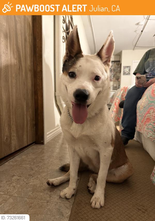 Found/Stray Female Dog last seen Pine Hills Lodge, Julian, CA 92036