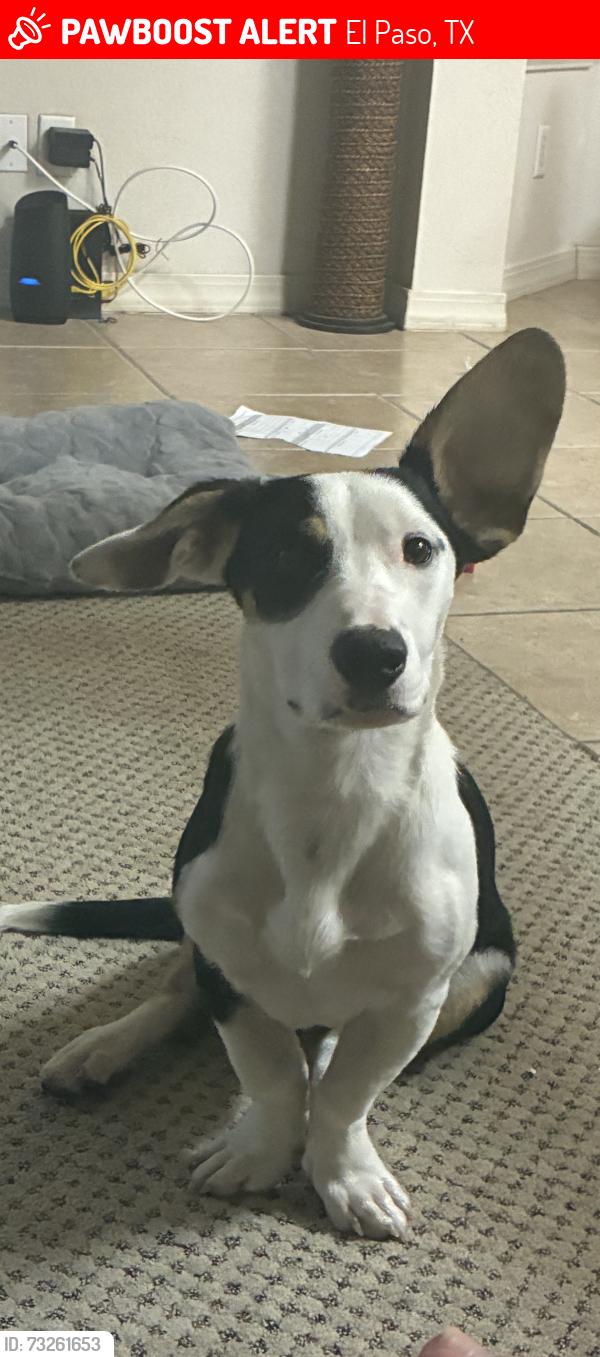 Lost Male Dog last seen riverside elementary school, El Paso, TX 79915