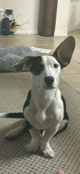 Lost Male Dog last seen riverside elementary school, El Paso, TX 79915