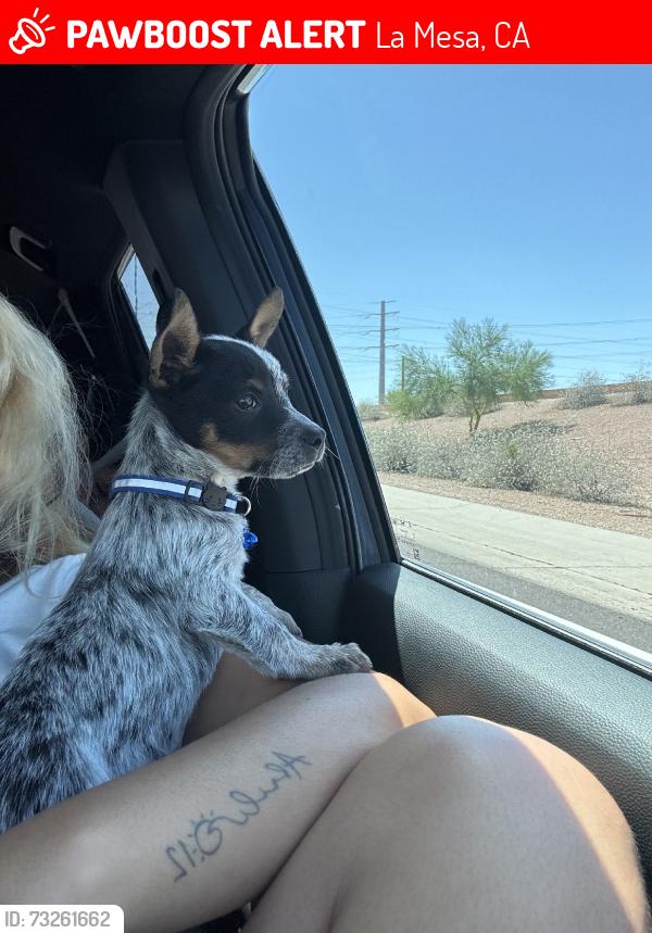 Lost Male Dog last seen Florida, La Mesa, CA 91941