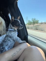 Lost Male Dog last seen Florida, La Mesa, CA 91941