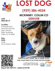 Lost Male Dog last seen 380, specs liquor, dolar general 380, McKinney, TX 75069