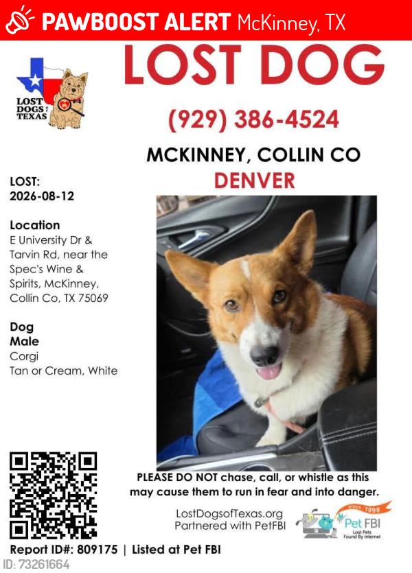 Lost Male Dog last seen 380, specs liquor, dolar general 380, McKinney, TX 75069
