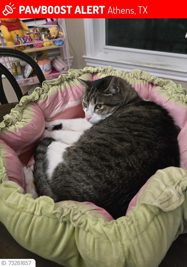Lost Male Cat last seen End of Teresa Ln, Athens, TX 75751