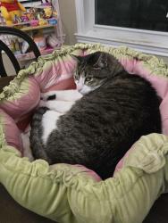 Lost Male Cat last seen End of Teresa Ln, Athens, TX 75751