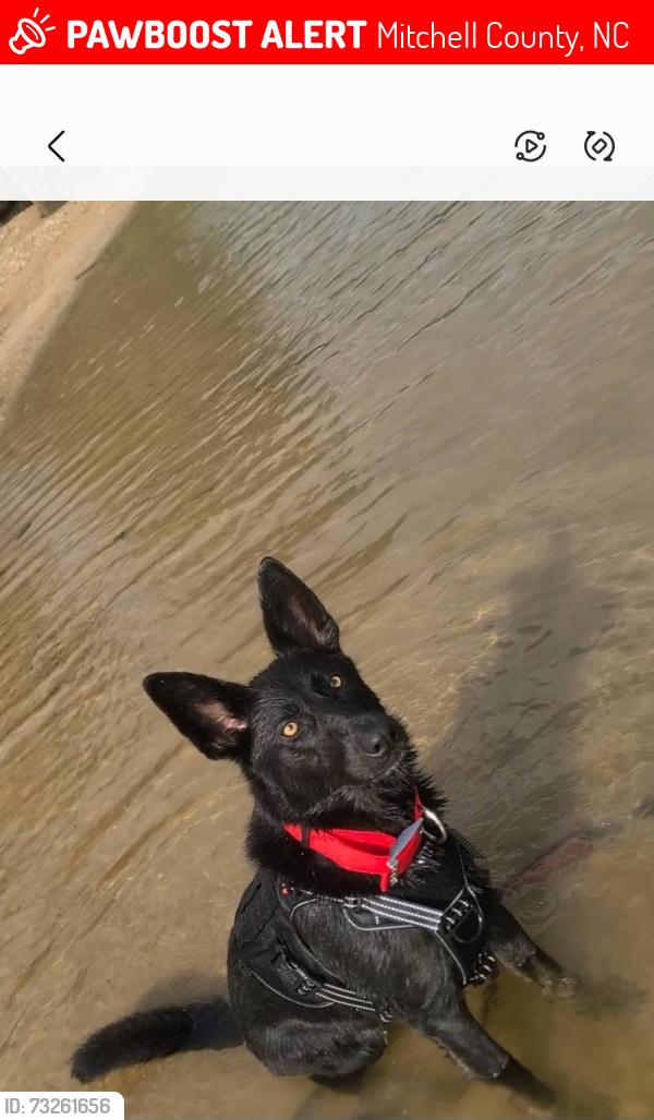 Lost Female Dog last seen Brushy Creek Rd , Hwy 19E, Penland Rd, Crabtree Rd , Mitchell/Yancey County line NC, Mitchell County, NC 28777