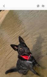 Lost Female Dog last seen Brushy Creek Rd , Hwy 19E, Penland Rd, Crabtree Rd , Mitchell/Yancey County line NC, Mitchell County, NC 28777