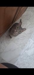Lost Male Cat last seen Battle creek academy, Battle Creek, MI 49037