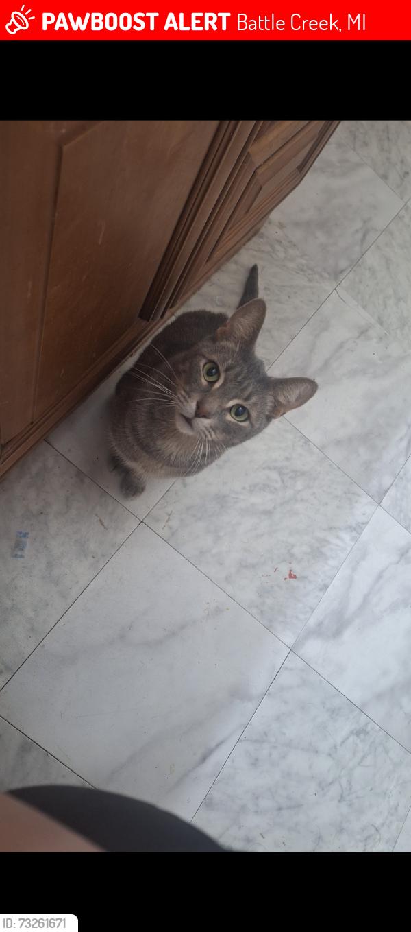 Lost Male Cat last seen Battle creek academy, Battle Creek, MI 49037